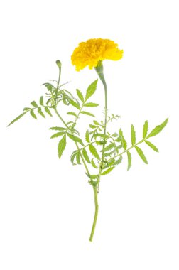 Marigolds beyaz zemin üzerine sarı portakal çiçeği ile