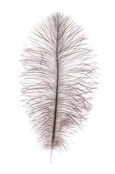 Серые перья страуса
