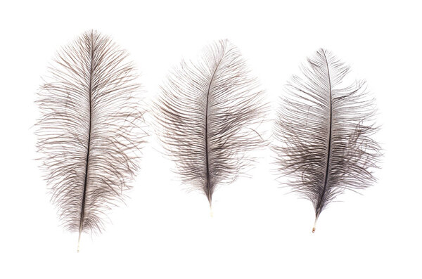 Серые перья страуса. Студия фото
