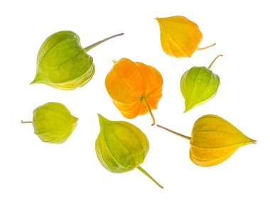 Şube ve beyaz arka plan üzerinde physalis meyvelerini