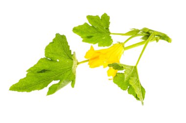 Izgarada mısır parçalarıyla snack