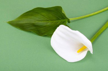 Tek çiçek callas parlak zemin üzerine