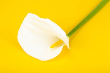 Tek çiçek callas parlak zemin üzerine