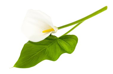 Güzel çiçek ve yaprak yeşil calla beyaz arka plan üzerinde izole