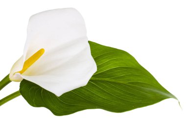 Güzel çiçek ve yaprak yeşil calla beyaz arka plan üzerinde izole
