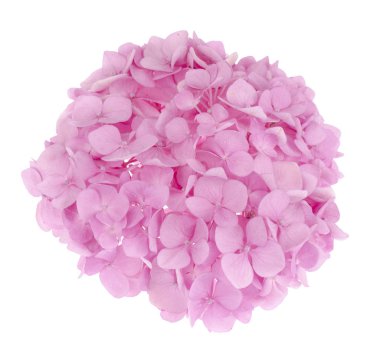 Pembe ortanca çiçek parlak zemin üzerine düzeninden