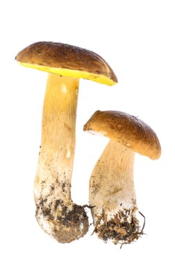 Orman mantar beyaz zemin üzerine