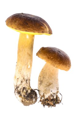 Orman mantar beyaz zemin üzerine