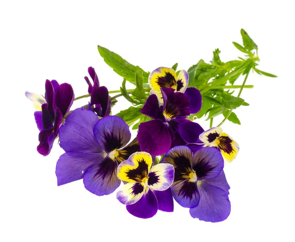 Viola tricolor var. hortensis sobre fondo blanco — Foto de Stock
