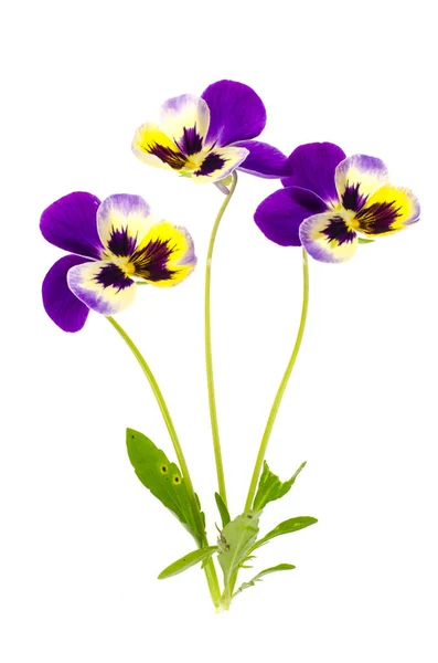 Viola tricolor var. hortensis sobre fondo blanco — Foto de Stock