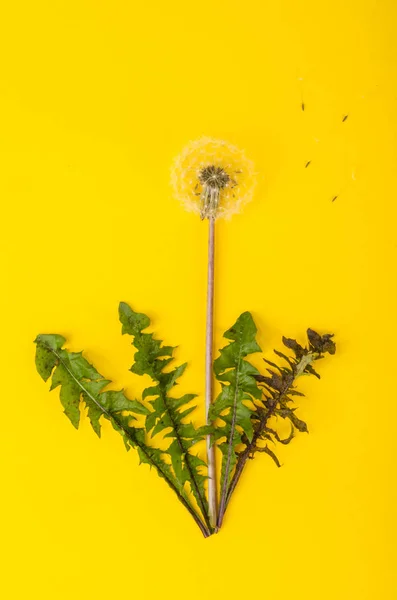 Singolo fiore di tarassaco bianco sbiadito — Foto Stock