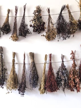 Kurutulmuş ot demetleri bağlı ve ipe astı. Alternatif Tıp, Fitoterapi, spa, bitkisel kozmetik kullanın. Hazırlama İnfüzyonlar, decoctions, tinctures