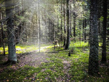 sonbahar ormanda sabah