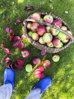 Çimenlerin üzerinde bir sepet elma. Kavram hasat sonbahar