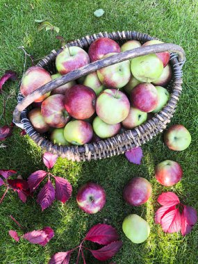 Çimenlerin üzerinde bir sepet elma. Kavram hasat sonbahar