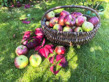 Çimenlerin üzerinde bir sepet elma. Kavram hasat sonbahar