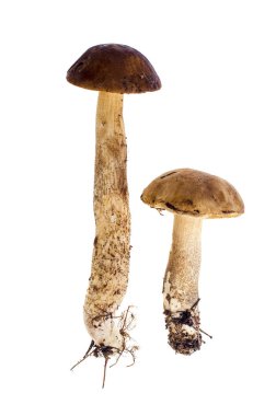 Leccinum sonbahar yenilebilir mantar