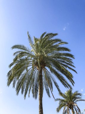 Mavi gökyüzü karşı tropik bitkiler yeşil kısımları