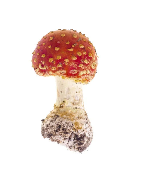 Forêt jeune rouge Amanita, isolé sur blanc . — Photo