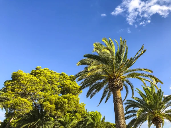 在蓝天的热带植物绿色顶部 — 图库照片