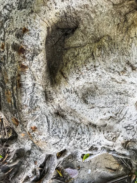 Kořeny a kmen tropického stromu — Stock fotografie