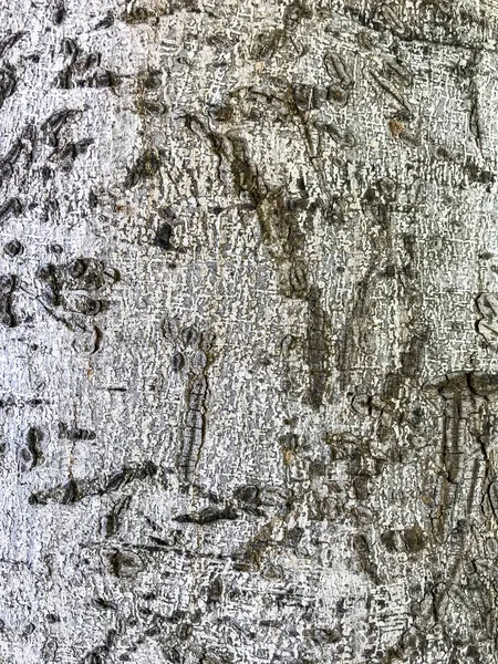 Ρίζες και τον κορμό τροπικού δέντρου — Φωτογραφία Αρχείου