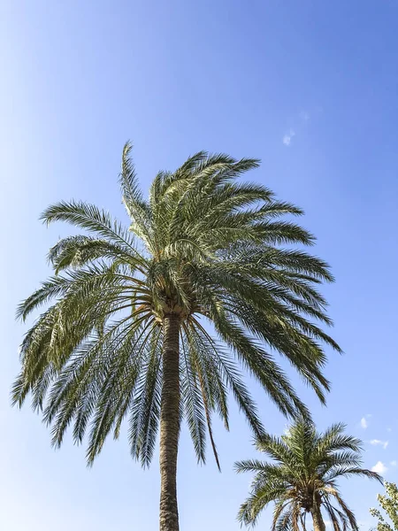 Зелені вершини тропічних рослин на тлі блакитного неба — стокове фото