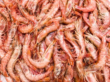 buz üstünde taze karides