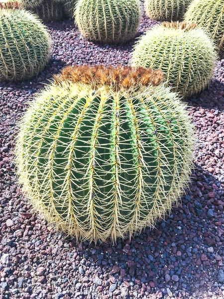Round big cacti — Stock Photo, Image