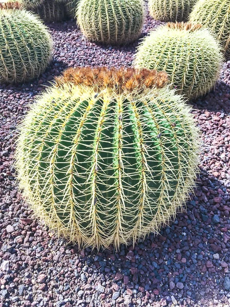 Cactos grandes redondos — Fotografia de Stock