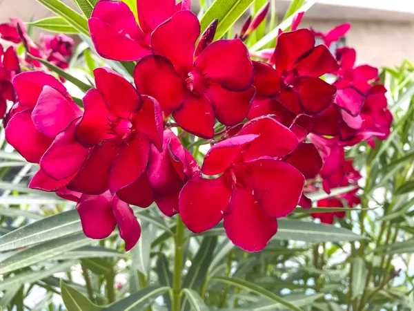 Vacker rosa blomma på bakgrund av gröna blad — Stockfoto