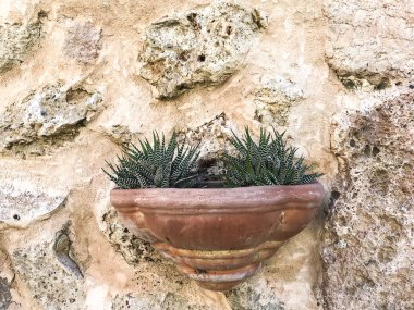 Eski taş duvar saksı