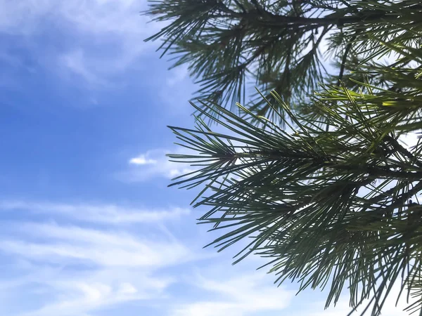 青い空を背景に熱帯植物の緑のトップス — ストック写真
