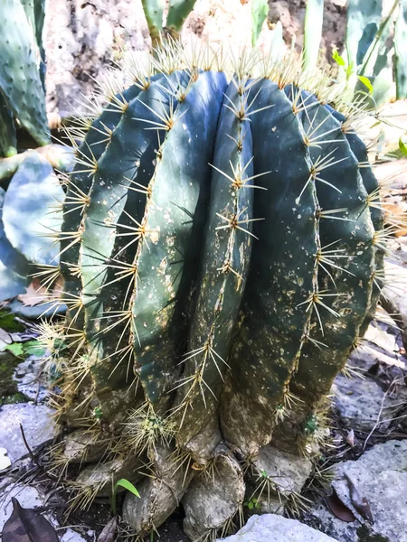 Runda stora kaktusar — Stockfoto