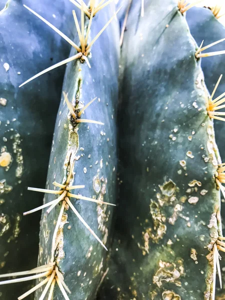 Gros cactus ronds — Photo