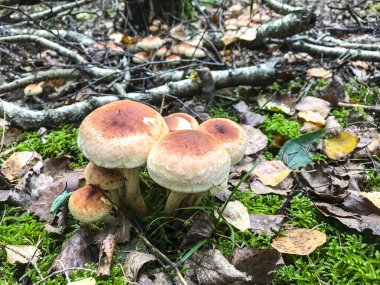 Sonbahar vahşi orman mantar