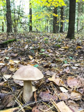 Leccinum sonbahar yenilebilir mantar