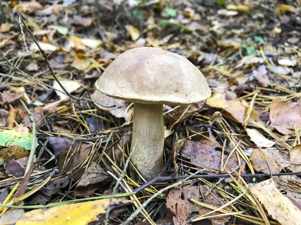 Leccinum champignon comestible d'automne — Photo