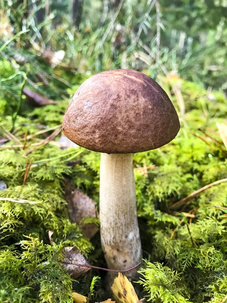 Leccinum champignon comestible d'automne — Photo