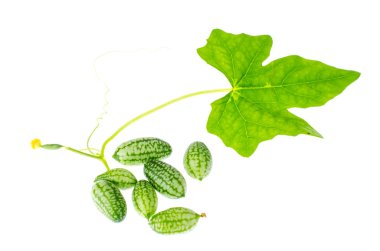Melothria scabra, mouse melon sweet delicious vegetable, mexican fruit, plant leaves. Studio Photo clipart