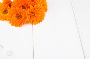 Tıbbi bitki. Çiçekler ve petal Calendula officinalis Beyaz ahşap zemin üzerinde. Studio fotoğraf