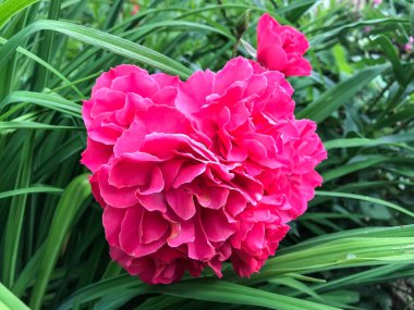 Pembe şakayık arka planı yeşil yaprakları. Studio fotoğraf