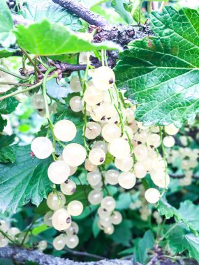 Bush Beyaz frenk üzümü olgunlaşmış meyveler. Studio fotoğraf