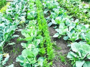 Satır satır meyve bitkiler ile. Studio fotoğraf