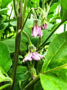 Patlıcan bush eflatun çiçekler ile. Studio fotoğraf