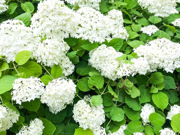 Hortensia Shrub White Flowers Studio Photo — Stock Photo, Image