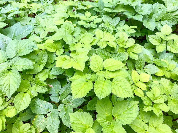 Green herbal background. Top view close up of leaves Aegopodium podagraria. Studio Photo