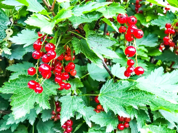 Ripened Berries Red Currant Branches Green Leaves Studio Photo — Stock Photo, Image