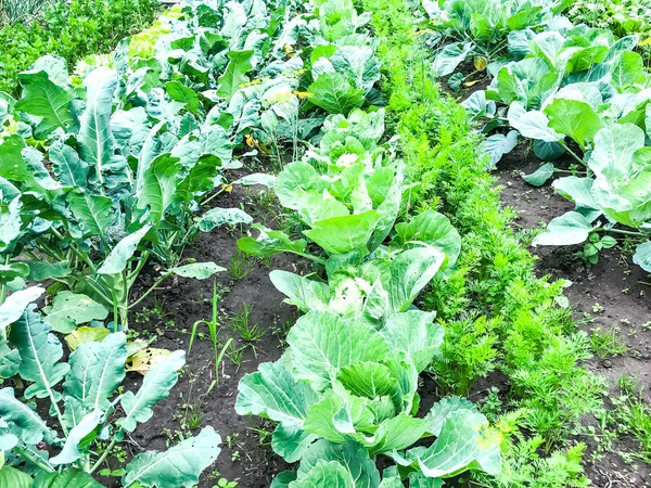 Rows Rows Vegetable Plants Studio Photo — Stock Photo, Image