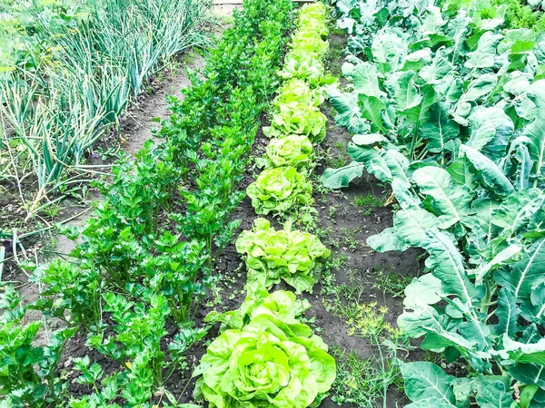 Rows Rows Vegetable Plants Studio Photo — Stock Photo, Image